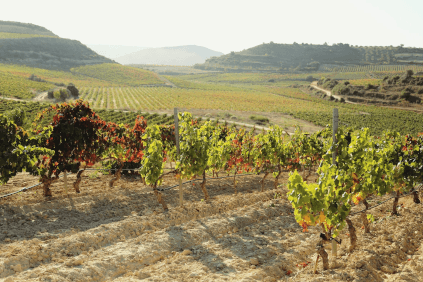 Blick über die Weinberge der Familie Chávarri Blick über die Weinberge der Familie Chávarri