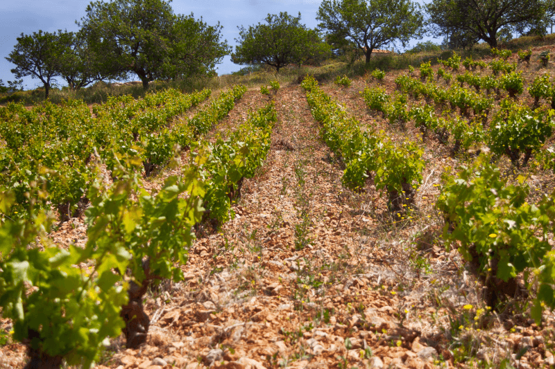 Adega Mylonas Videiras