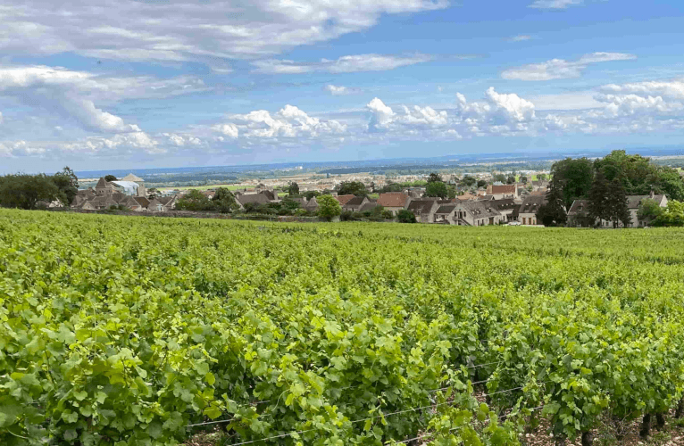 Weingarten Thierry Mortet