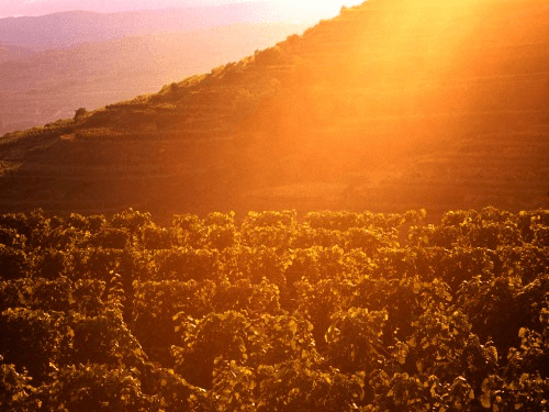 A vinha de Gaisberg em Kamptal A vinha de Gaisberg em Kamptal