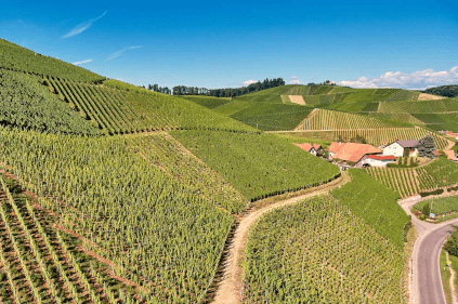 vineyard-andreas-laible