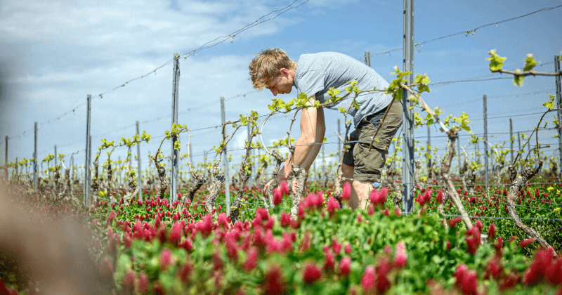 Vinhedo da Vinícola Hemer