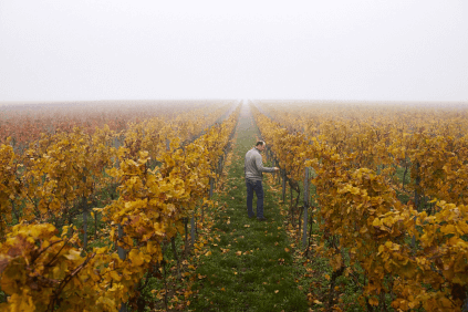 Inspeção das vinhas Inspeção das vinhas