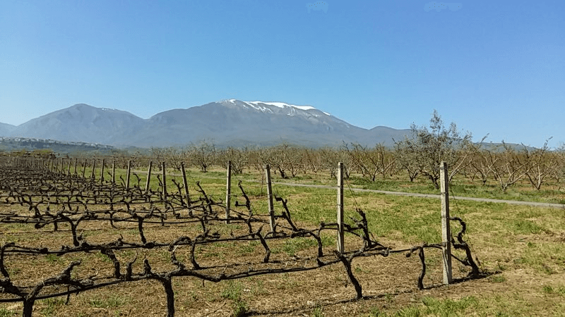 Foundis Estate vinhedos Foundis Estate vinhedos