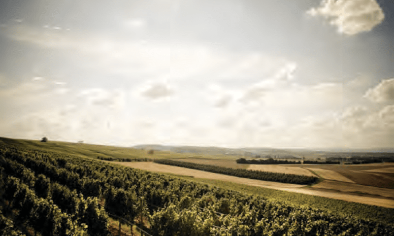 Weingut Espenhof videiras