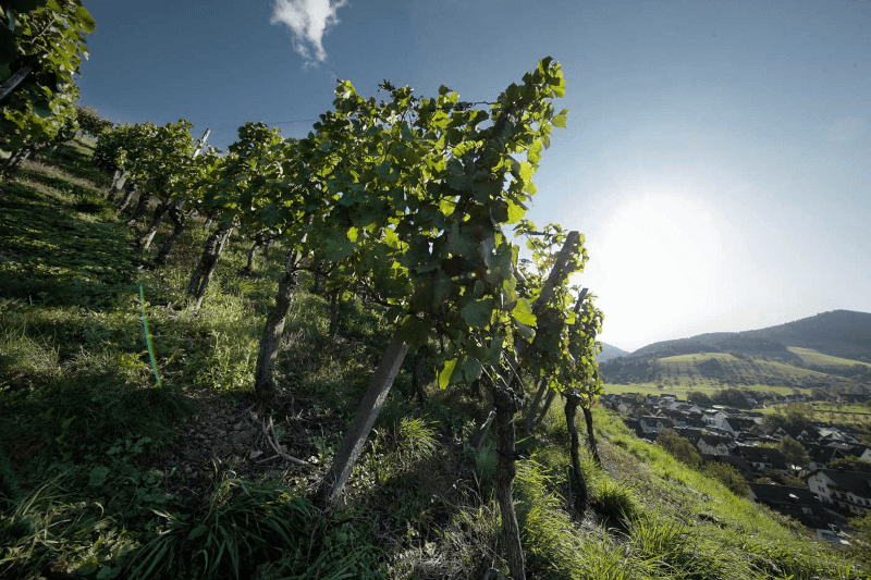 Vista sobre a vinha de Waßmer Vista sobre a vinha de Waßmer