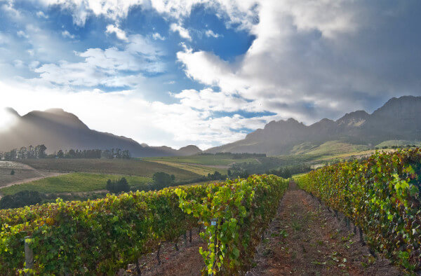 Vinícola Rust en Vrede em Stellenbosch