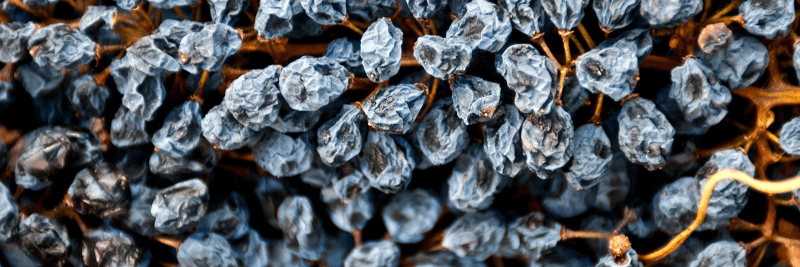 Barone Montalto getrocknete Weinreben Barone Montalto getrocknete Weinreben