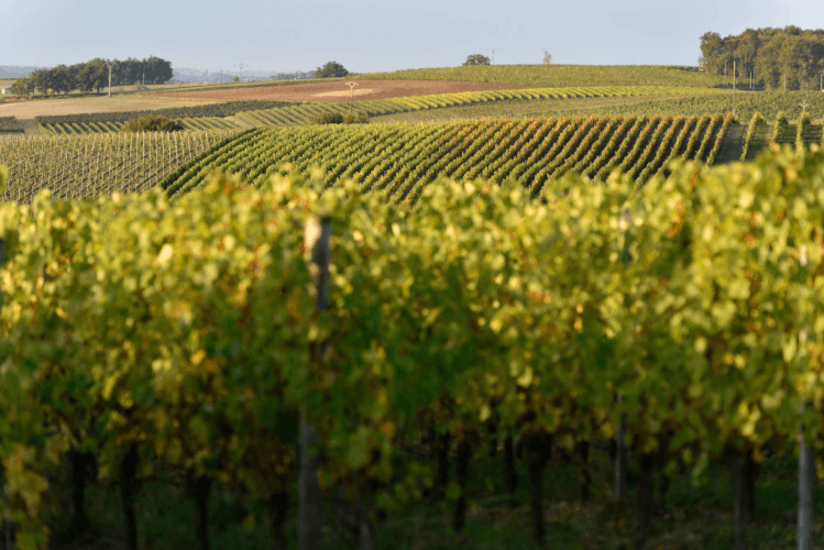 Weinberge von Château les Fontenelles Weinberge von Château les Fontenelles