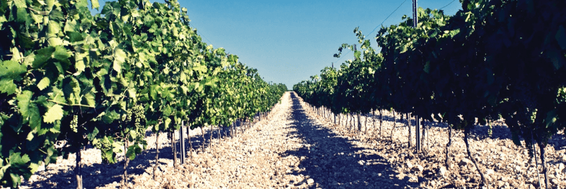 Barone Montalto Weinberge Barone Montalto Weinberge