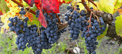 Reife Trauben im Weinberg