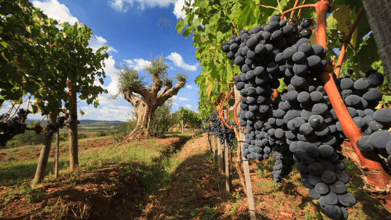 In den historischen Rebgärten von Montagnana In den historischen Rebgärten von Montagnana