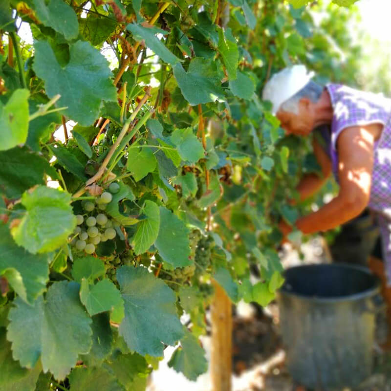 Vindima na Quinta da Lixa