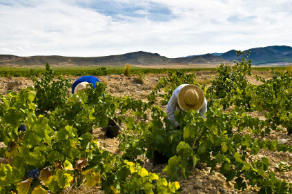 Vinhedos Juan Gil Vinhedos Juan Gil