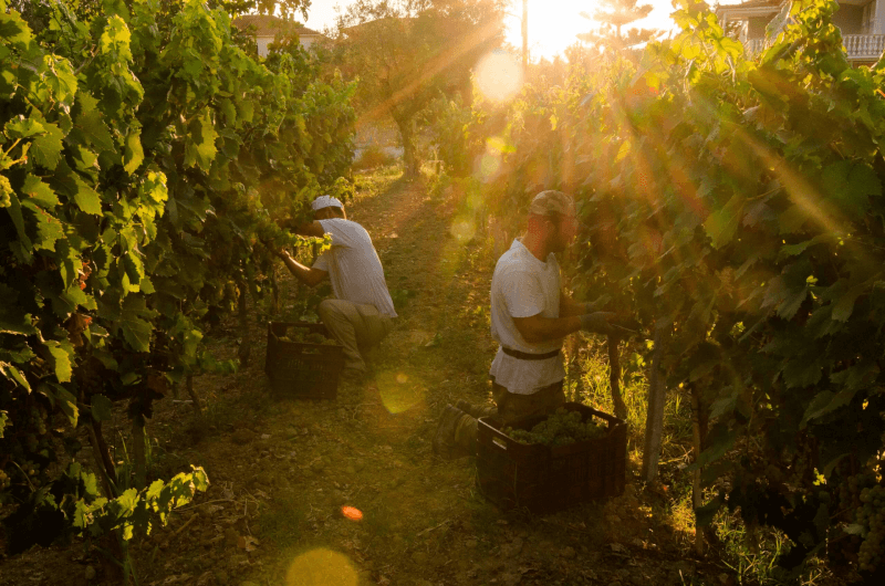 Grampsas Winery Vinicultor