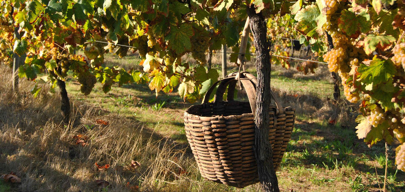 Videiras da Quinta da Lixa