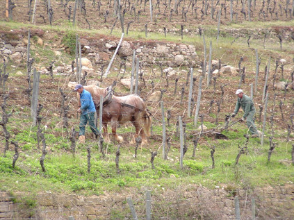Os cavalos Comtois da Domaines Schlumberger em ação