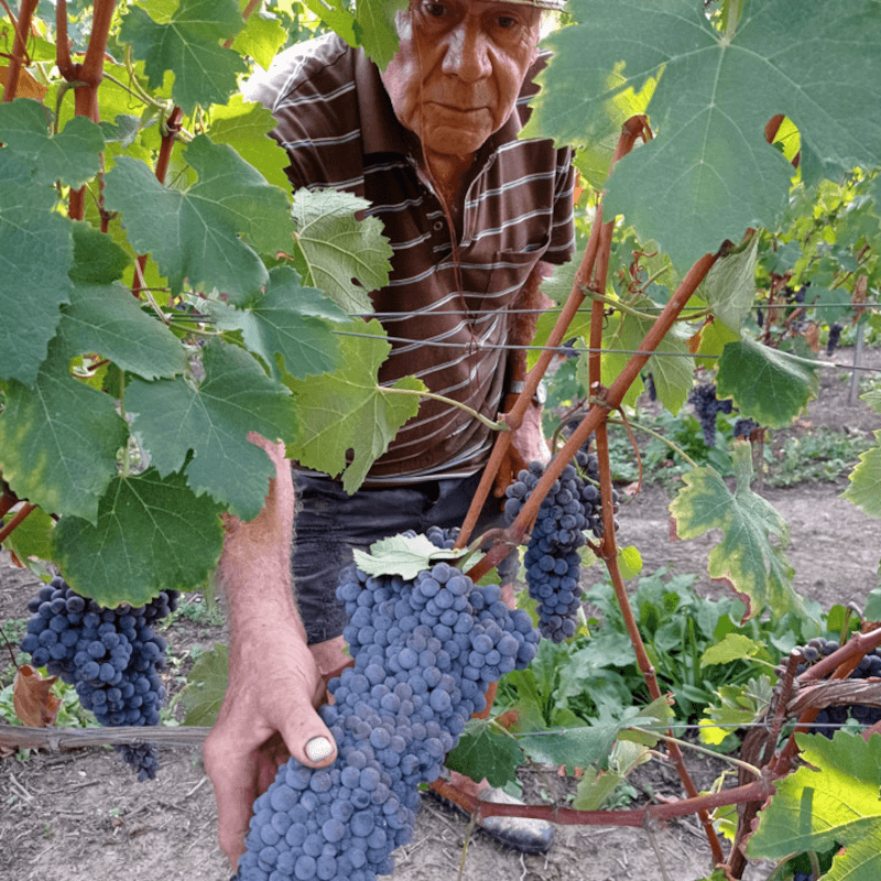 Cascina Carlot Winzer Cascina Carlot Winzer