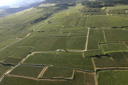 As áreas de vinha vistas de cima