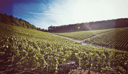 Fileiras de videiras de William Fevre