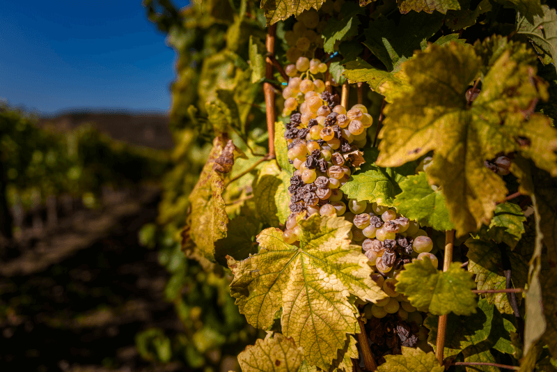 Uvas de Tokaj
