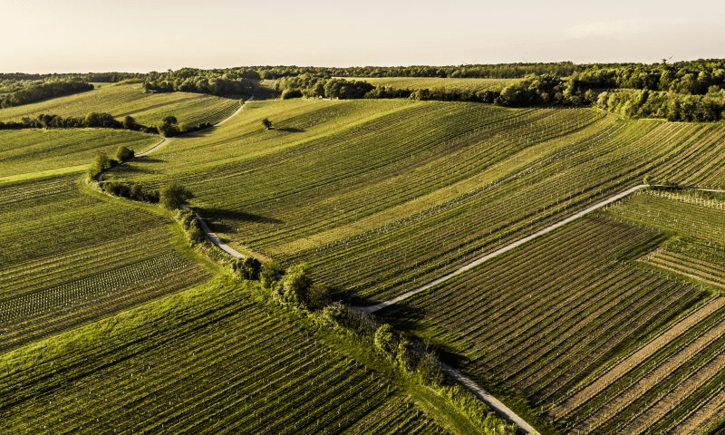 Vinhedo Weingut Gerhard Markowitsch Vinhedo Weingut Gerhard Markowitsch