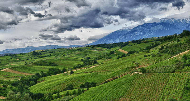 Tenuta Ulisse Vinhedo Vinhedo Ulisse