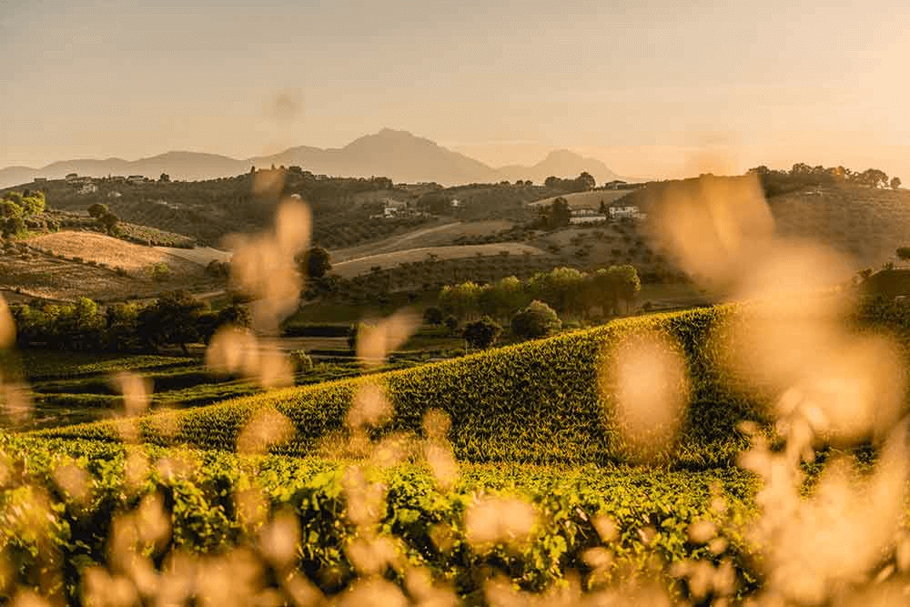 Die Heimat von Contesa