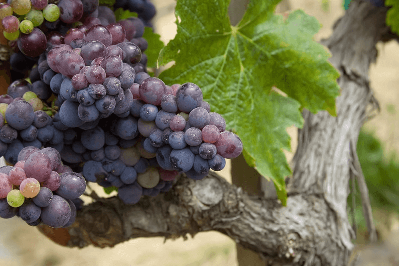 Uvas Charalaboglou Wines