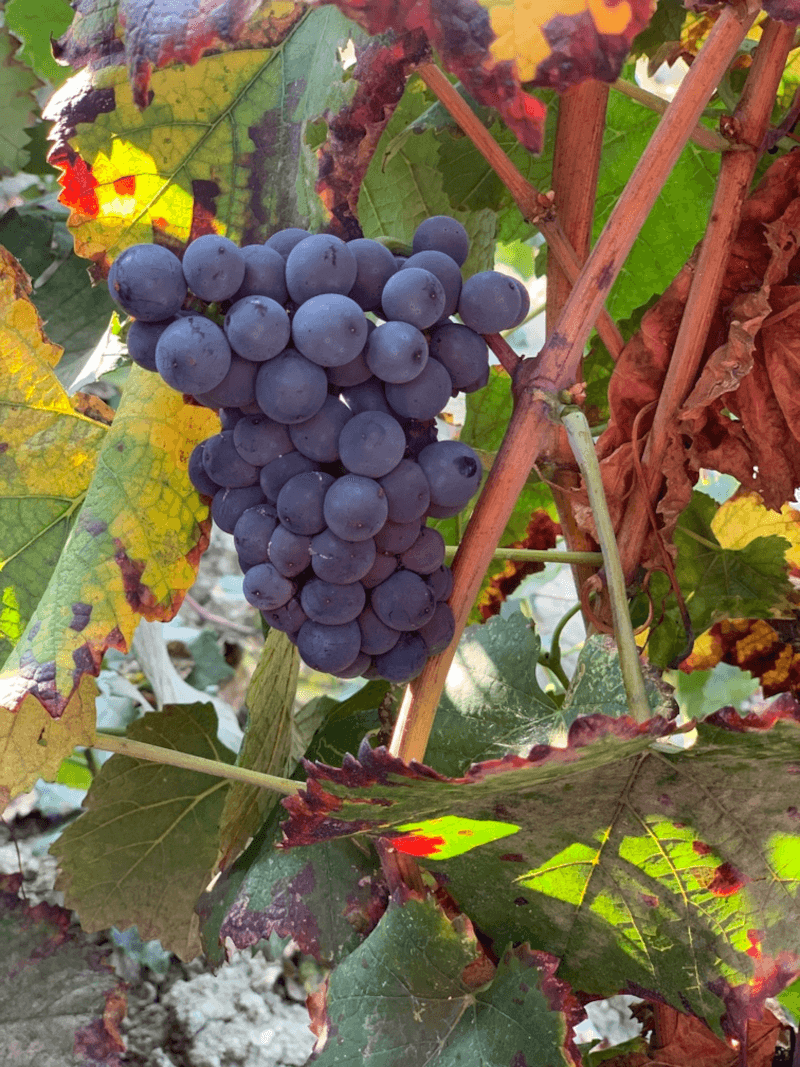 Marchesi di Montalto Uvas Marchesi di Montalto Uvas