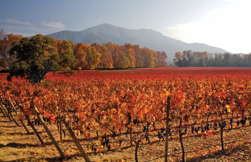 Concha y Toro Weinberge