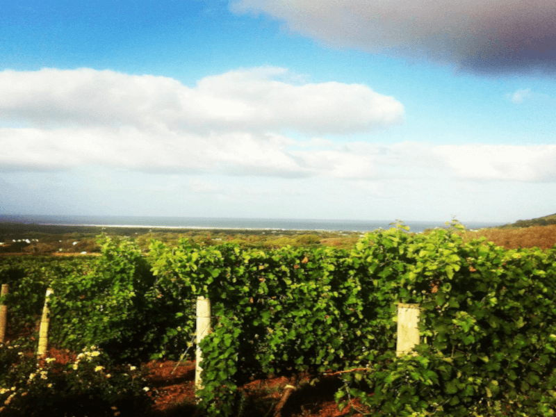 Cape Point Vineyards Weinberge am Meer Cape Point Vineyards Weinberge am Meer