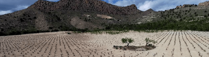 Rebflächen der Bodegas Alceño Rebflächen der Bodegas Alceño