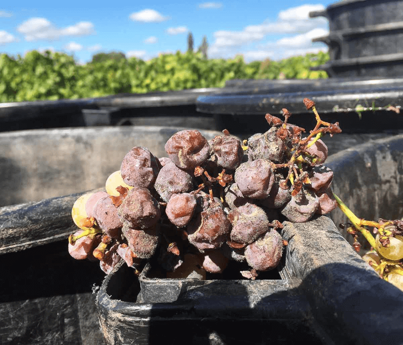 Mit Botrytis cinerea befallene Trauben Mit Botrytis cinerea befallene Trauben