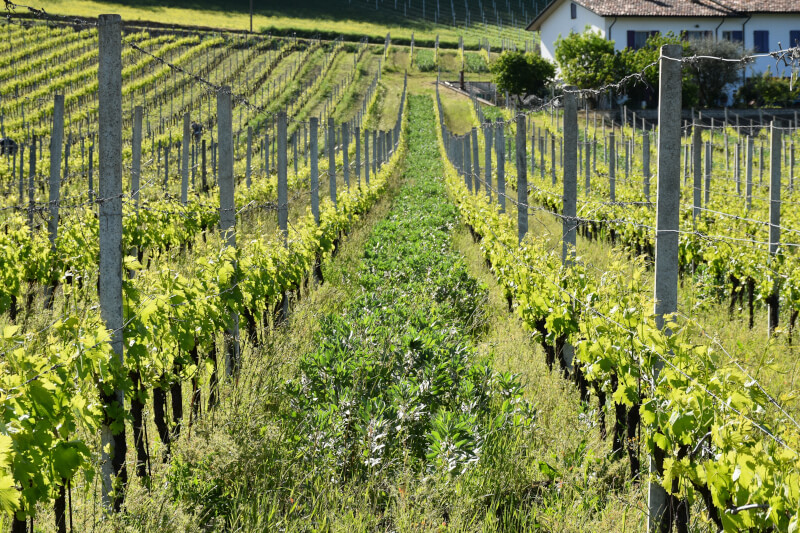 Tenuta Santa Lucia Weinberg