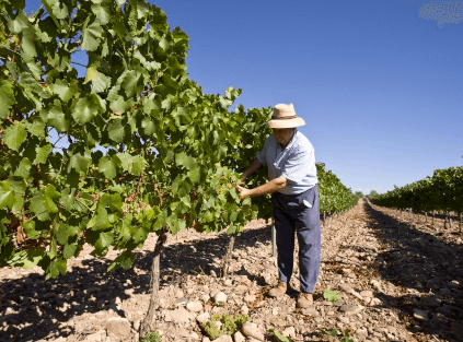Cuidados com o vinho Bodegas Aragonesas