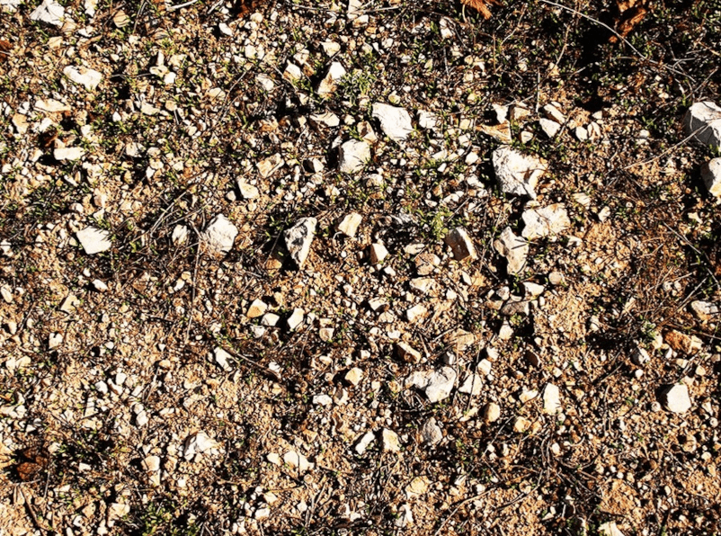 Die Reben wachsen auf steinigen Böden Die Reben wachsen auf steinigen Böden