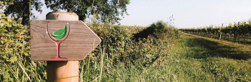 Rebflächen der Genossenschaft