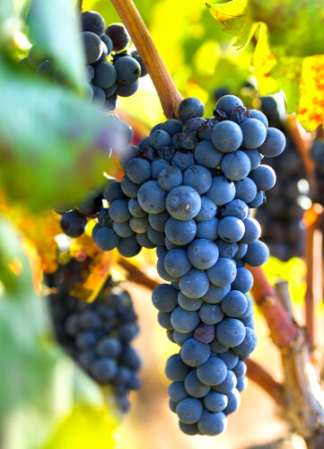 Uva Primitivo na videira