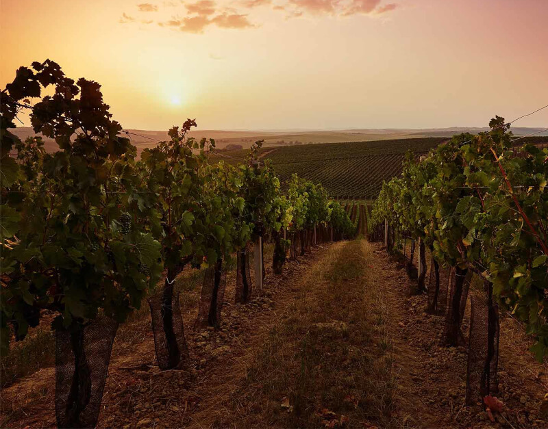 Cantine Gentili Weinberge am Abend