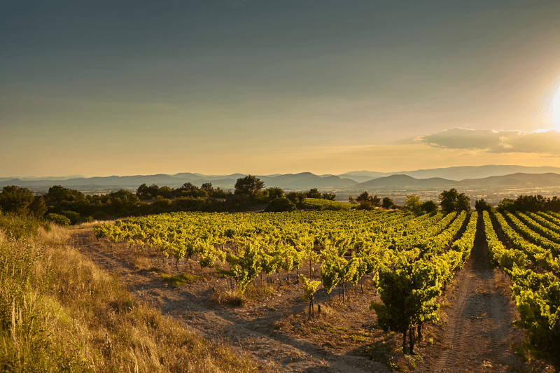 Domaine Terre de Tramontane Suedfrankreich