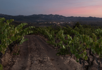 Vinhedo da Acustic Celler