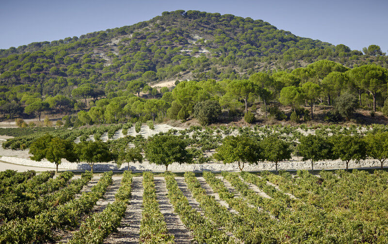 Vinhedos de Bodegas Alion