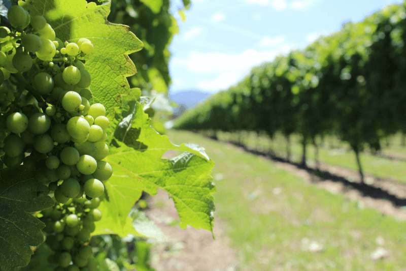 Sauvignon-Blanc-im-Weinberg-Neuseeland