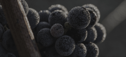 Morgentau auf den Trauben Morgentau auf den Trauben