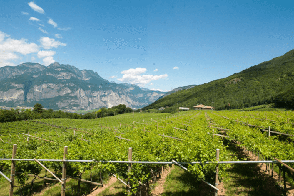 Monti Pallidi La Vis Weinberge Monti Pallidi La Vis Weinberge