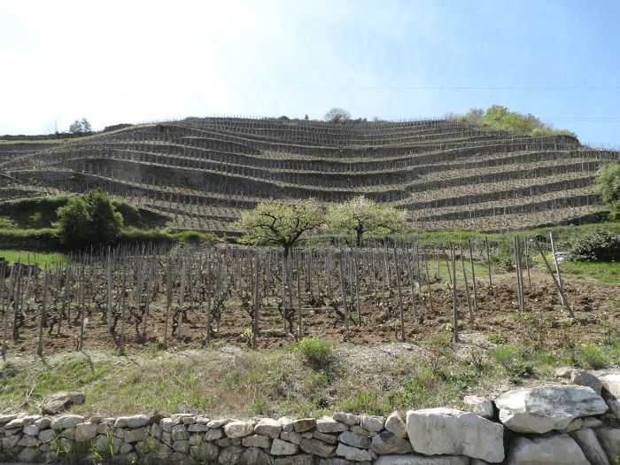 Die Terrassen des Guts