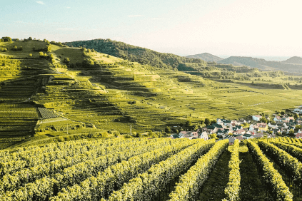 Weinberge von Franz Keller