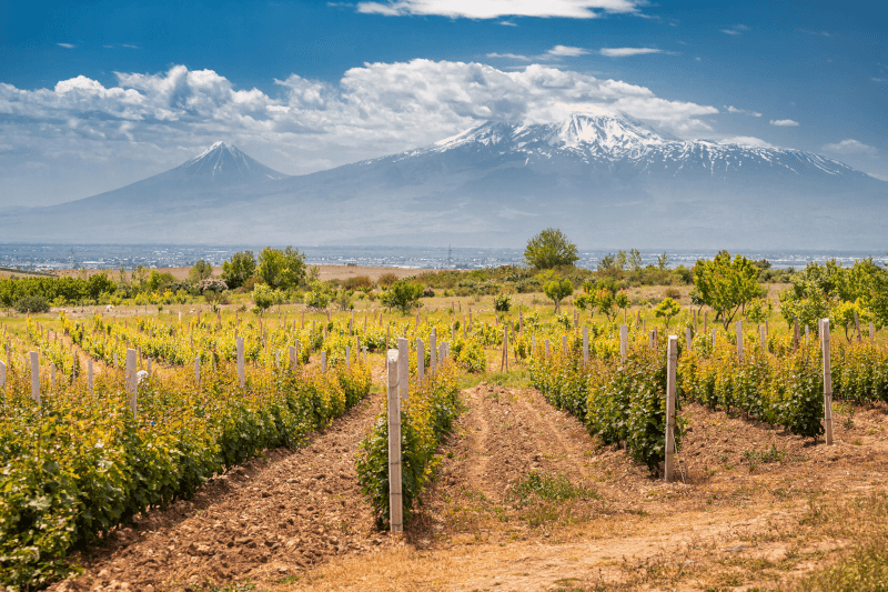 Uvas de vinho da Armênia Uvas de vinho da Armênia