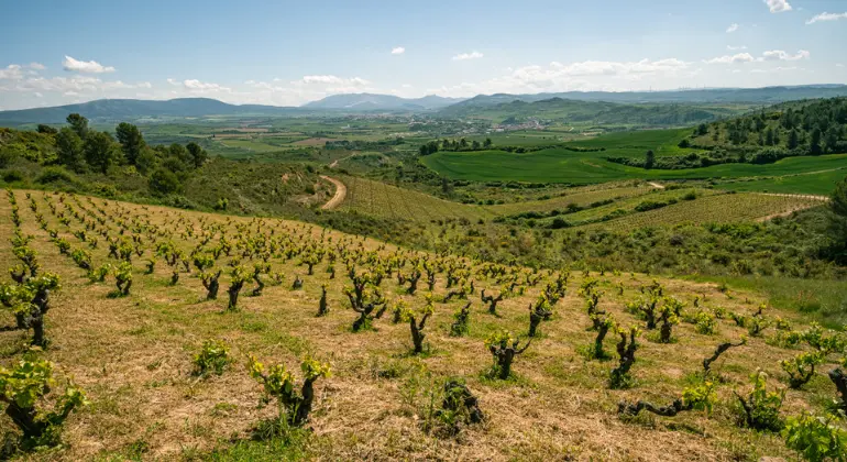 Apreciação de vinho tinto de Navarra - Pack descobridor 6x